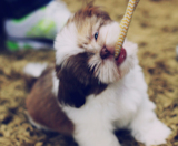 Shih Tzu Puppies For Sale Puppy Love PR